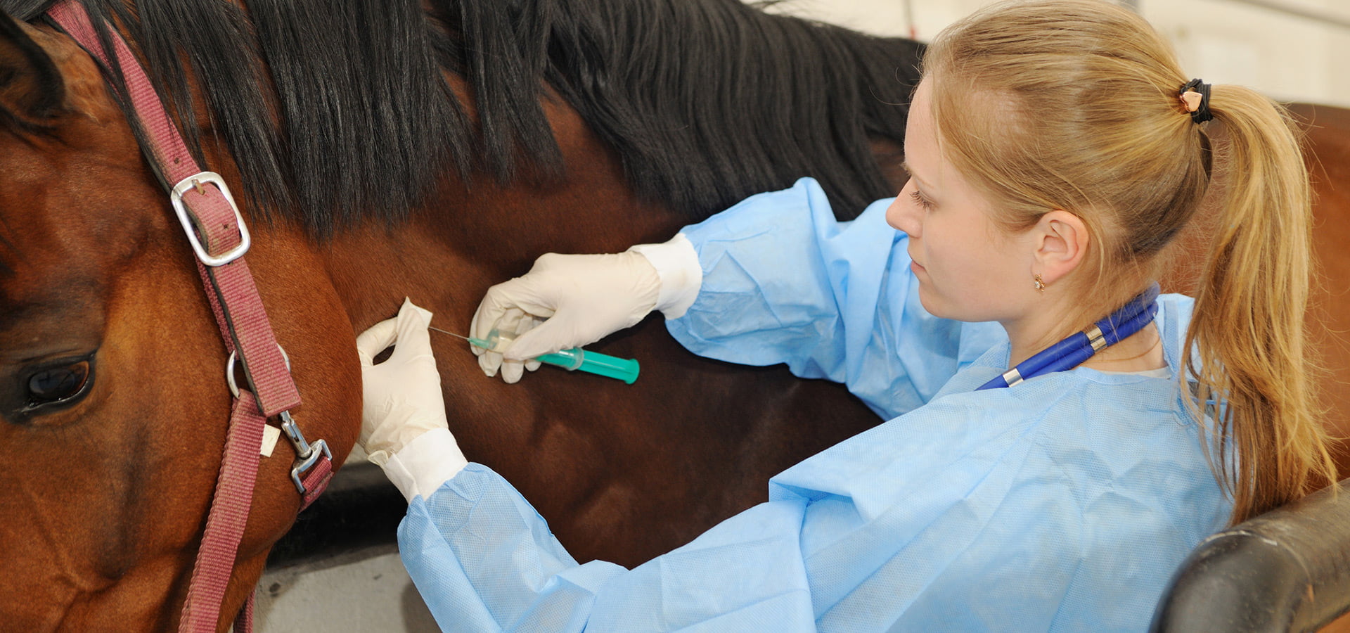 Veterinär och häst